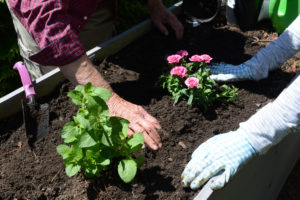 Digging, planting, and patting the earth down are all satisfying steps in getting flowers and vegetables into the garden.
